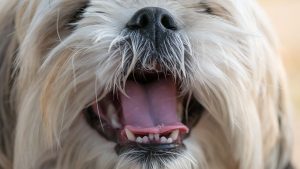 Blogas kvapas iš šuns burnos